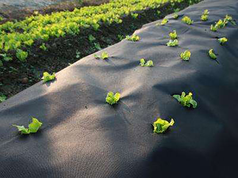 Best Landscape Fabric for Agriculture and horticulture