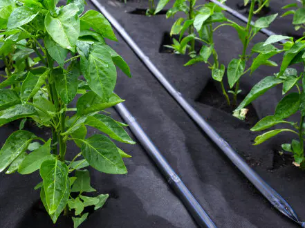 HUNAN MINGYU - Agriculture nonwoven fabric